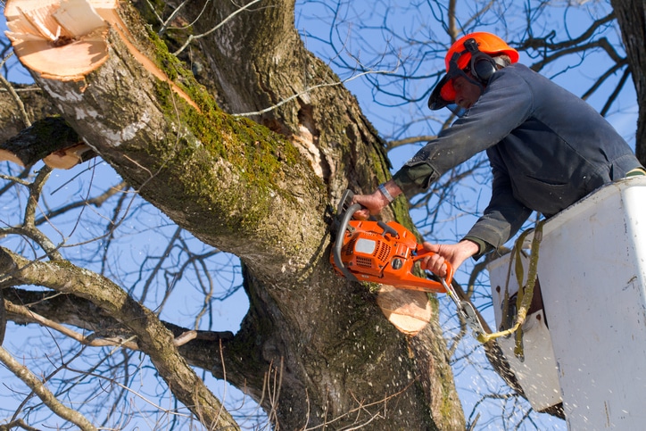 tree service in marietta