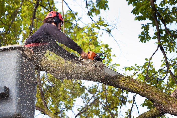 Tree Professional Tree Pruning Service Working on High Branches