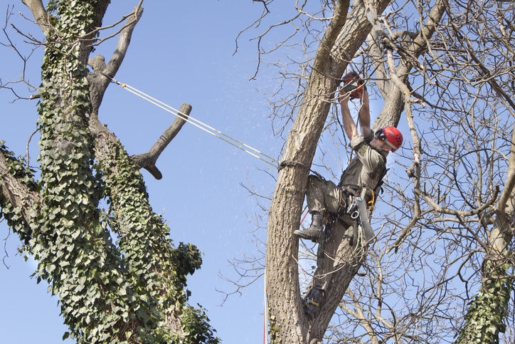 tree professional using a chainsaw to cut a walnut tree