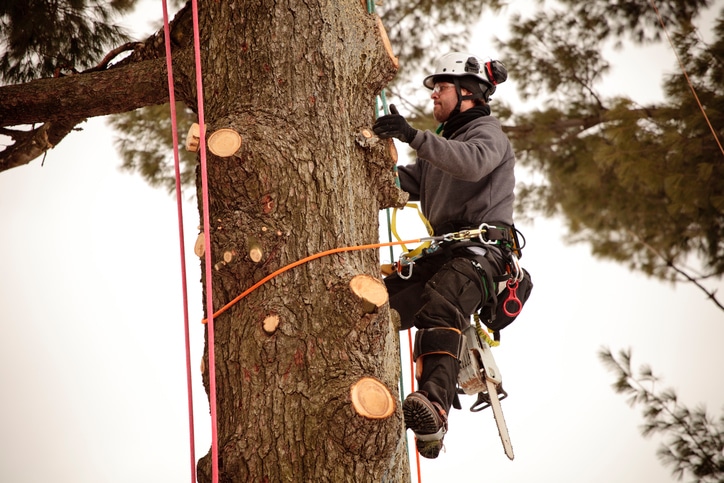 tree professional climbing tree to cut branches.
