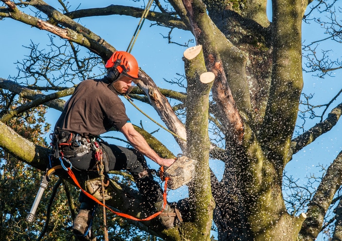 tree professional hanging from ropes in a tree