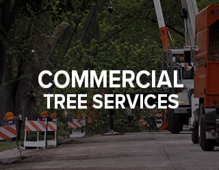 Commercial Tree Care and Services